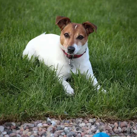 別荘 W Sercu Kaszub